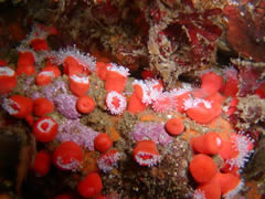 Small Sea Anemones